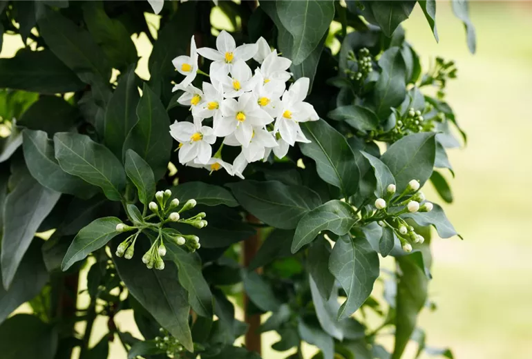Solanum jasminoides