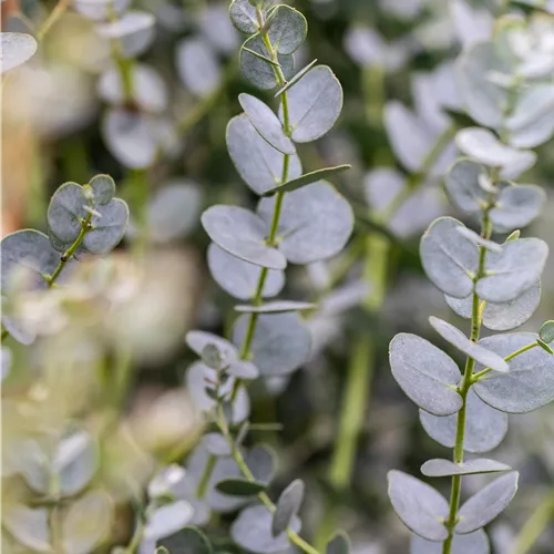 Eucalyptus gunni 'Azura' ®