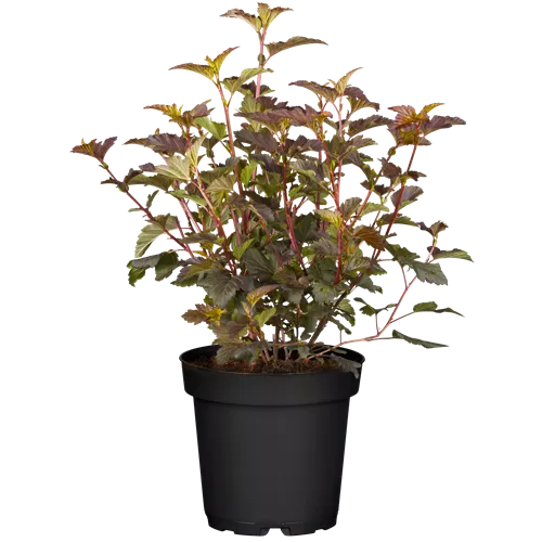 Physocarpus opulifolius 'Diable d'Or' -R-