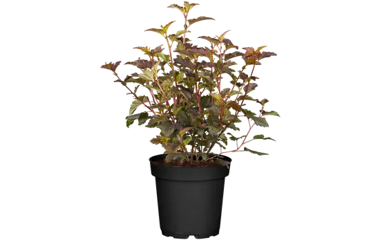 Physocarpus opulifolius 'Diable d'Or' -R-