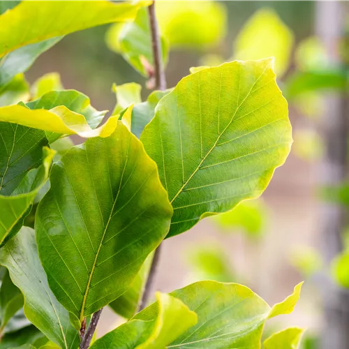 Fagus sylvatica 'Dawyck Gold'