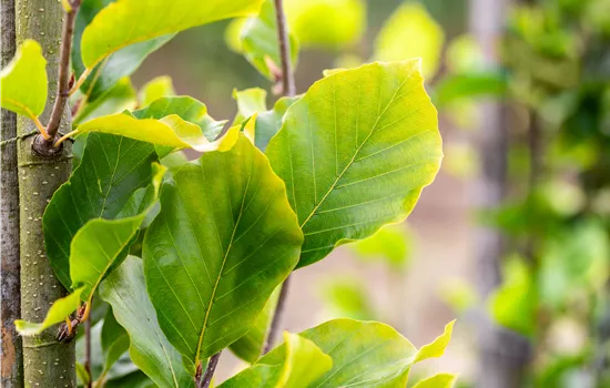 Fagus sylvatica 'Dawyck Gold'