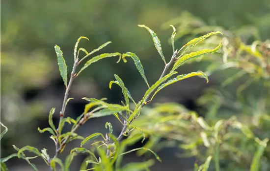 Fagus sylvatica 'Mercedes'