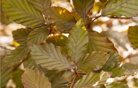 Fagus sylvatica purpurea