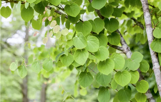 Cercidiphyllum japonicum