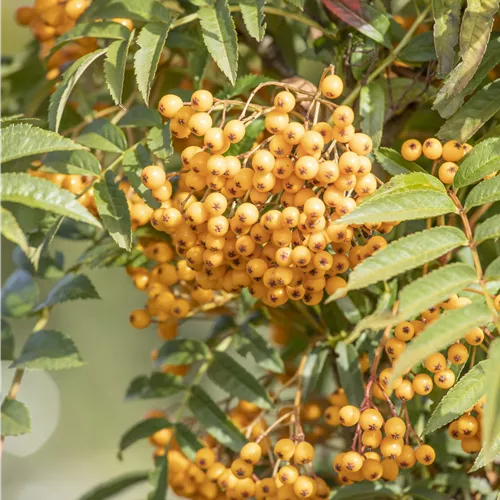 Sorbus aucuparia 'Autumn Spire' -R-