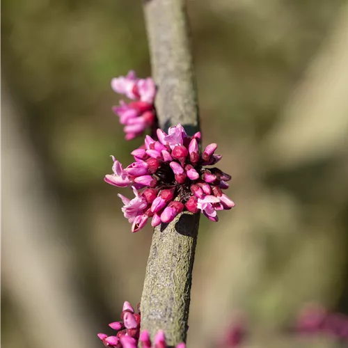 Cercis canadensis 'Forest Pansy'