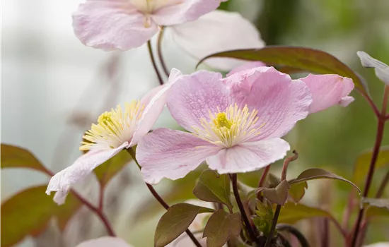 Clematis montana 'Tetrarose'