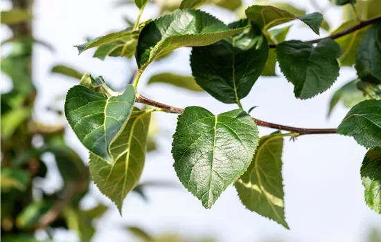 Malus 'Kaiser Wilhelm' CAC