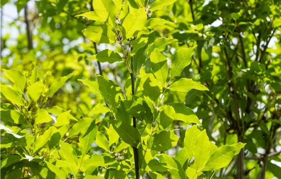 Fraxinus ornus