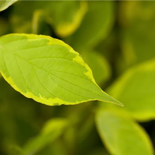 Cornus alba 'Gouchaultii'