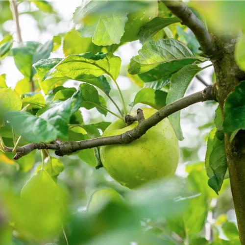 Malus 'Landsberger Renette' CAC
