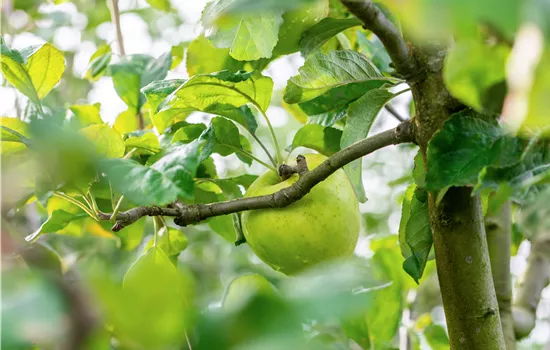 Malus 'Landsberger Renette' CAC