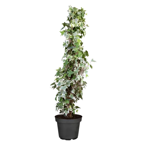 Hedera helix 'Glacier'