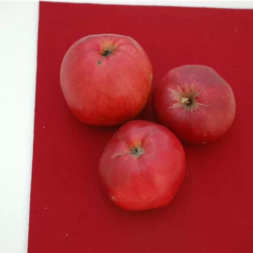 Malus 'Danziger Kantapfel' CAC