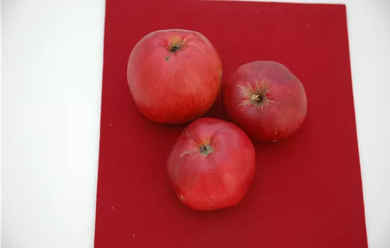 Malus 'Danziger Kantapfel' CAC