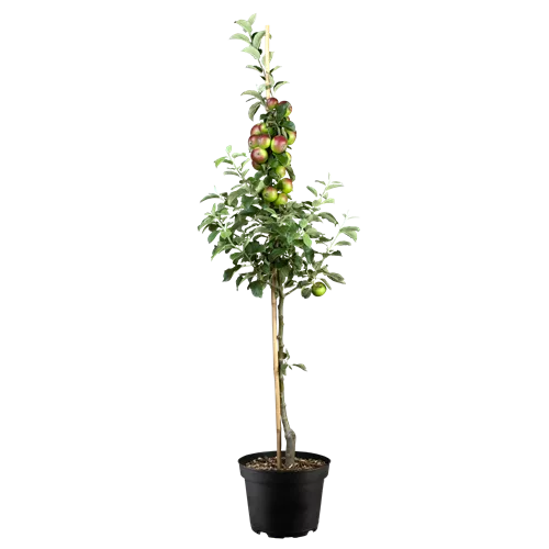 Malus 'Prinz Albrecht von Preußen' CAC