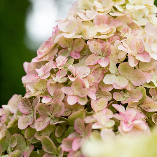 Hydrangea panic. 'Fraise Melba'