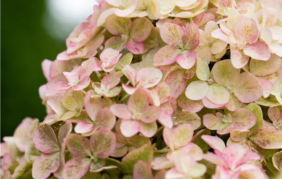 Hydrangea panic. 'Fraise Melba'