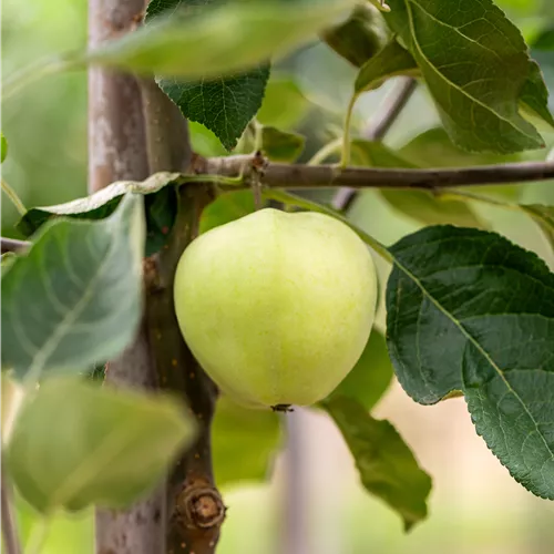 Malus 'Weißer Klarapfel' CAC