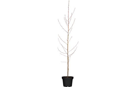 Prunus persica 'Suncrest' CAC