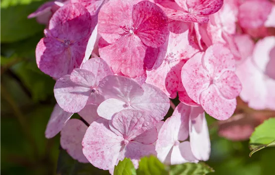 Hydrangea serrata 'Preziosa'