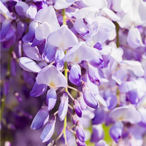 Wisteria floribunda 'Domino'