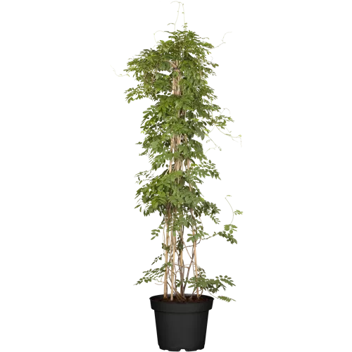 Wisteria formosa 'Issai Perfekt'