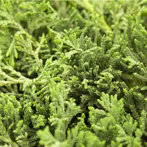 Juniperus horizontalis 'Glauca' Juniperus horizontalis 'Glauca'