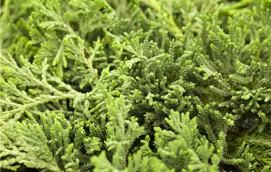 Juniperus horizontalis 'Glauca'