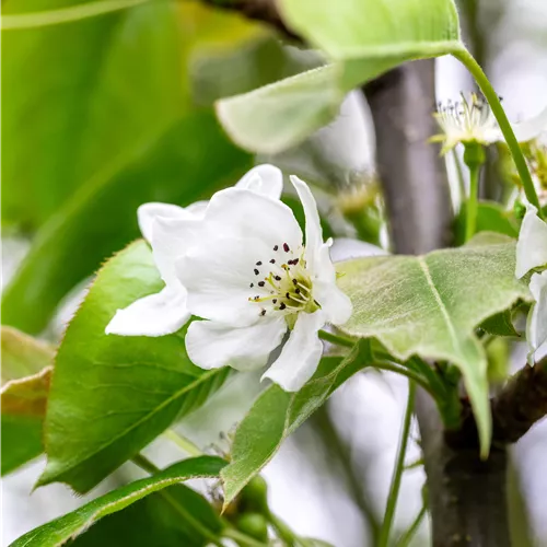 Pyrus pyrifolia 'Nijisseiki' CAC