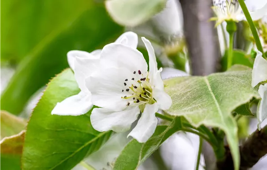 Pyrus pyrifolia 'Nijisseiki' CAC