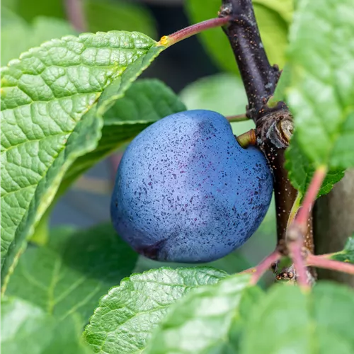 Prunus dom.'Cacaks Schöne' CAC
