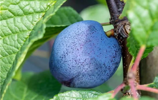 Prunus dom.'Cacaks Schöne' CAC