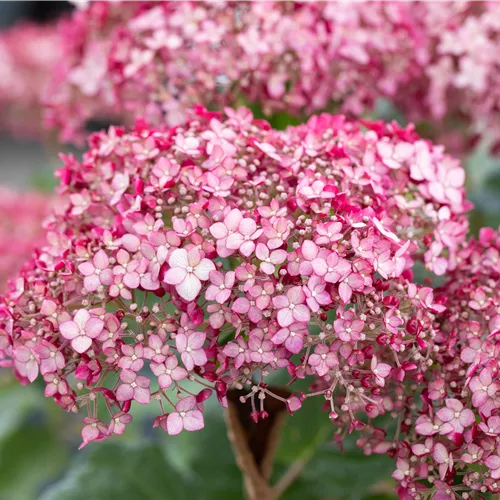 Hydrangea arbor.'Sweet Annabelle'