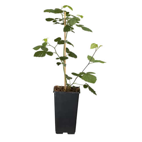 Rubus frut.'Loch Ness' CAC