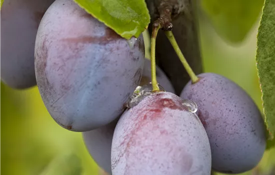 Prunus dom.'Jojo' -S- CAC