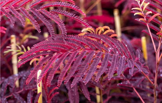 Albizia julibr.'Summer Chocolate' -S-