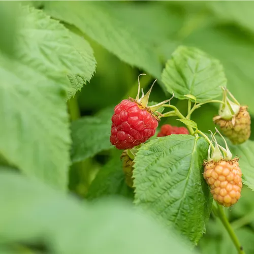 Rubus id.'Tulameen' CAC