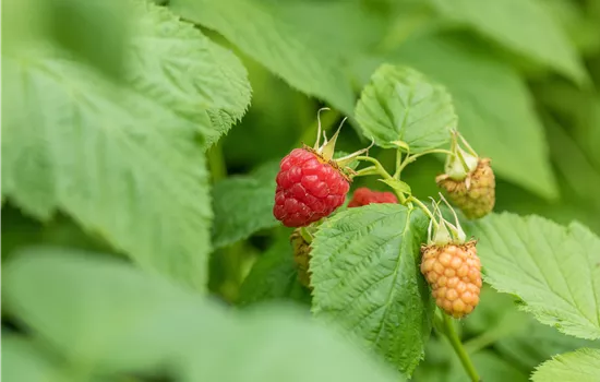 Rubus id.'Tulameen' CAC