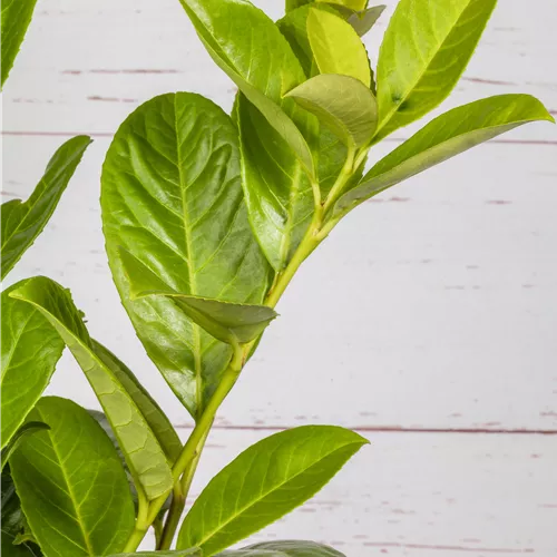 Prunus lauroc.'Novita'