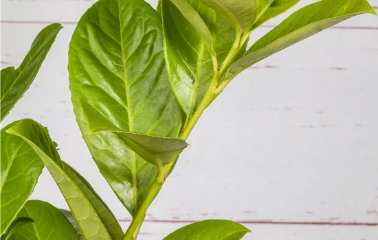 Prunus lauroc.'Novita'