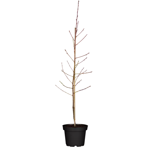 Prunus nuc.'Fantasia' CAC