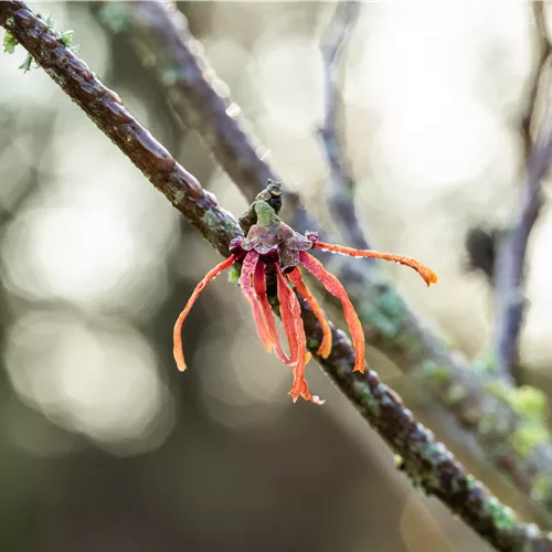 Hamamelis interm.'Jelena'