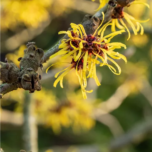 Hamamelis interm.'Westerstede'