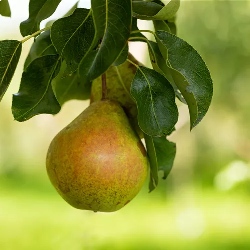 Pyrus com.'Petersbirne' CAC