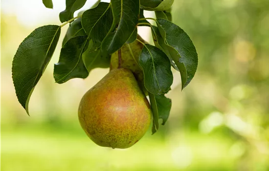 Pyrus com.'Petersbirne' CAC