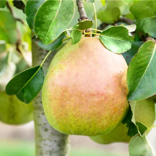 Pyrus com.'Vereins Dechantsbirne' CAC