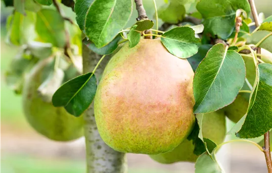 Pyrus com.'Vereins Dechantsbirne' CAC