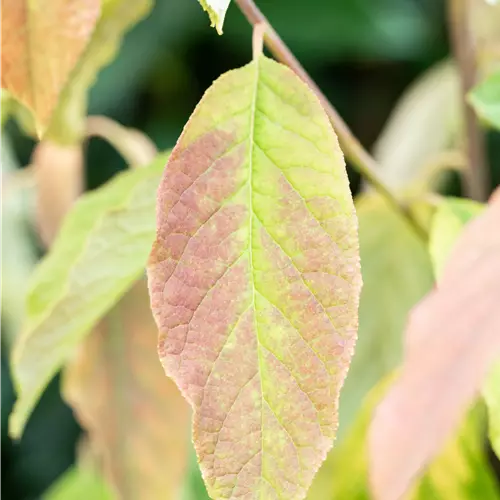 Halesia carolina